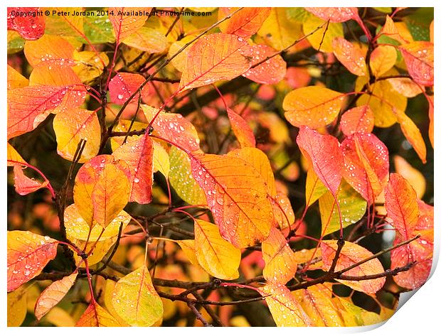  Autumn Leaves Print by Peter Jordan