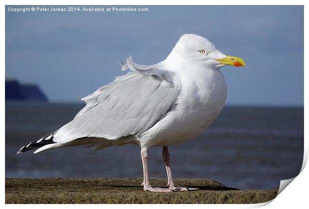 Herring Gull  Print by Peter Jordan