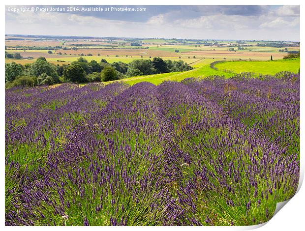  Yorkshire Lavender Print by Peter Jordan