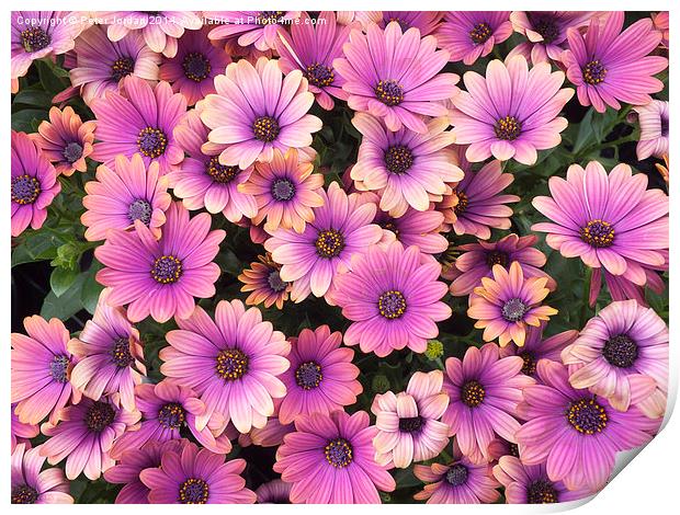  South African Daisies Print by Peter Jordan