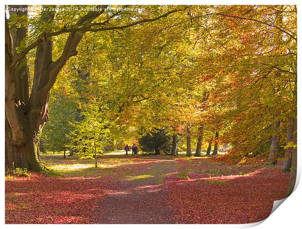  Beech Wood Autumn 1 Print by Peter Jordan