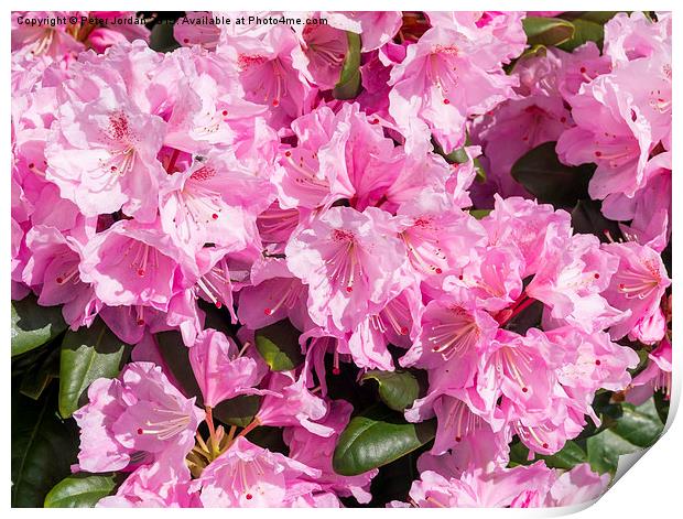  Pink Rhododendron Scintillation Print by Peter Jordan