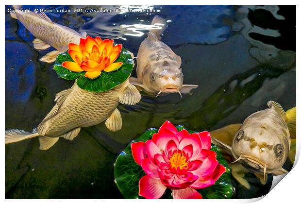 Koi Carp with floating Artificial Water Lillies Print by Peter Jordan