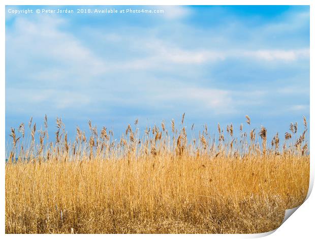 A Reed Bed in a wetland  Nature Reserve  in Yorksh Print by Peter Jordan