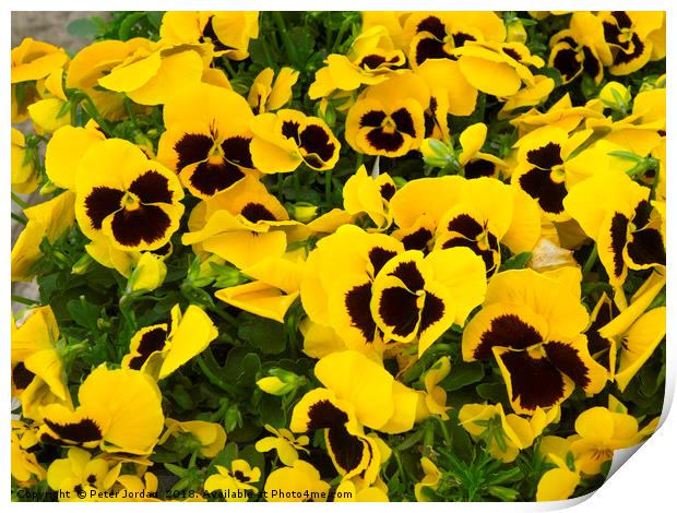 Yellow Pansy plants with a blotch in a garden cent Print by Peter Jordan
