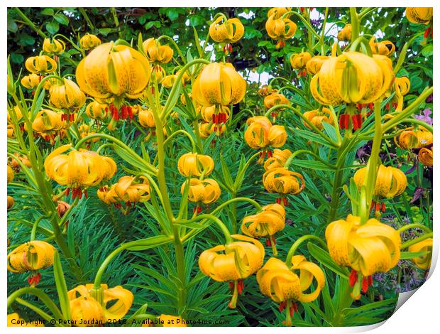 Newly flowering Tiger Lily Flowers in a North York Print by Peter Jordan