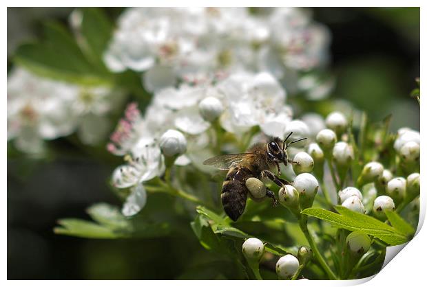 Bee landing on Thorn Blossom Print by Daniel Garner