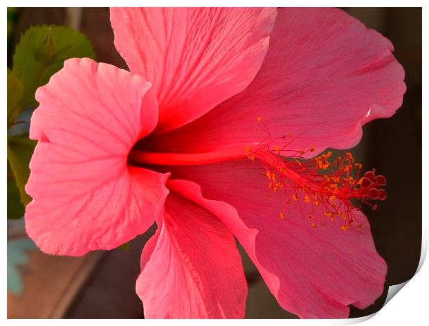 a pink hibiscus in bloom Print by Pete Schulte