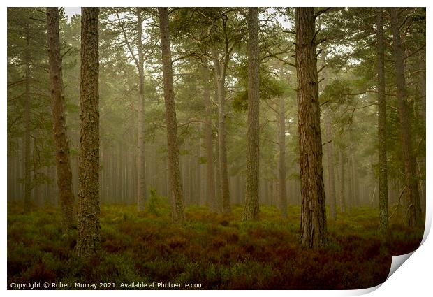 Early morning in Abernethy Forest Print by Robert Murray