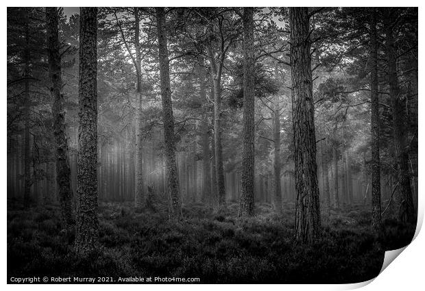 Morning Forest Monochrome Print by Robert Murray