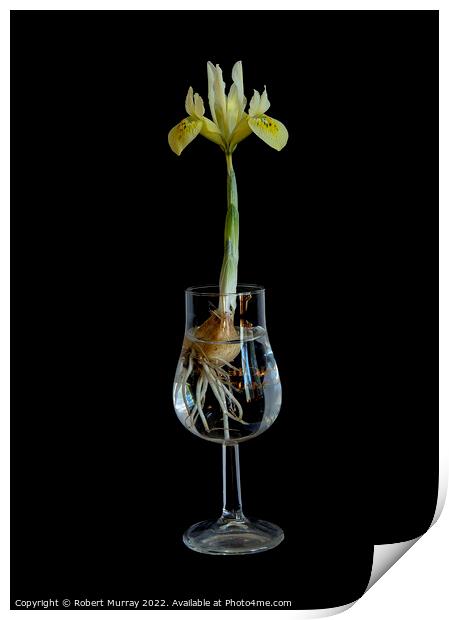 Iris in a Glass Print by Robert Murray