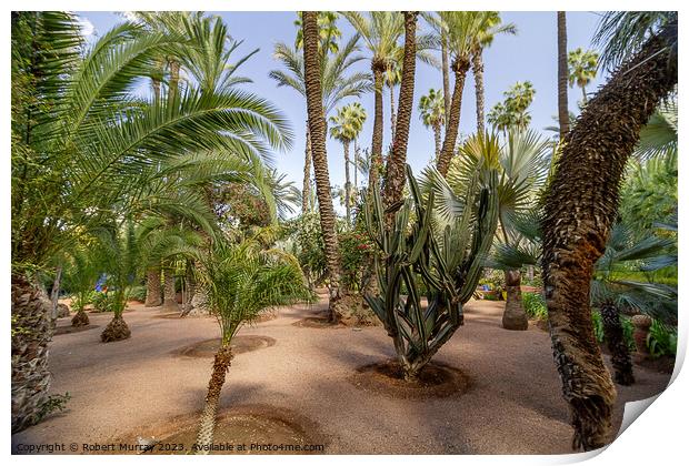 Desert plants in Jardin Marjorelle, Marrakech. Print by Robert Murray