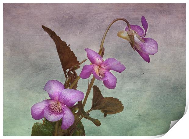 Enchanting Viola Labradorica Print by Robert Murray