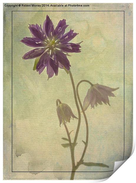 Columbine Print by Robert Murray