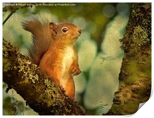  Red Squirrel Print by Robert Murray