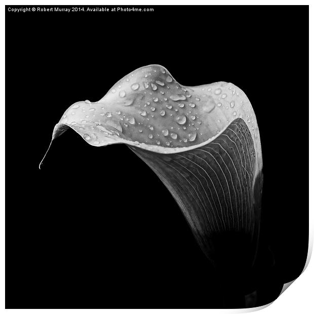  Calla in Black and White Print by Robert Murray