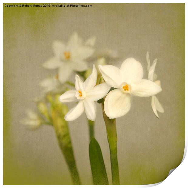  Paperwhites Print by Robert Murray