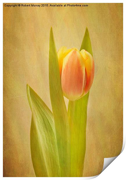  Tulip Sunrise Print by Robert Murray