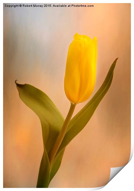  Tulip Golden Sunrise Print by Robert Murray