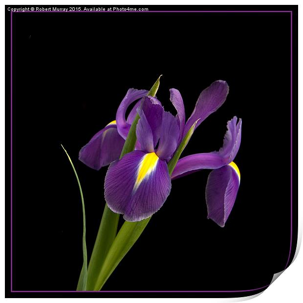  Purple Iris Print by Robert Murray