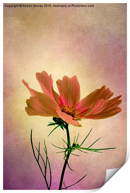  Cosmos - Flower of Love Print by Robert Murray