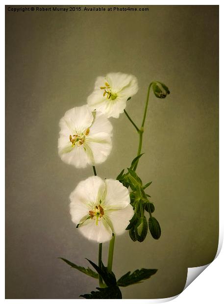  White Dusky Cranesbill 2 Print by Robert Murray