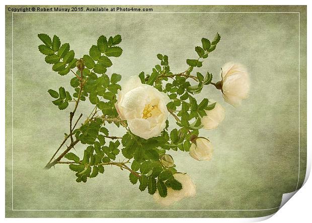 White Rose of Scotland  Print by Robert Murray