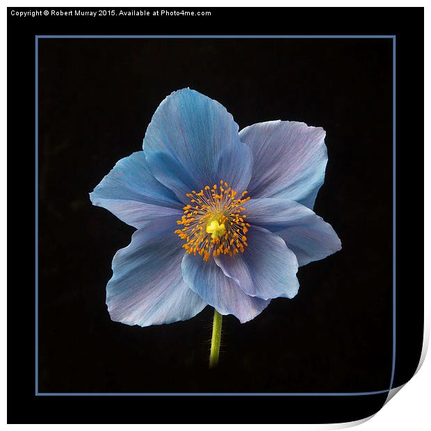 Himalayan Blue Poppy Print by Robert Murray