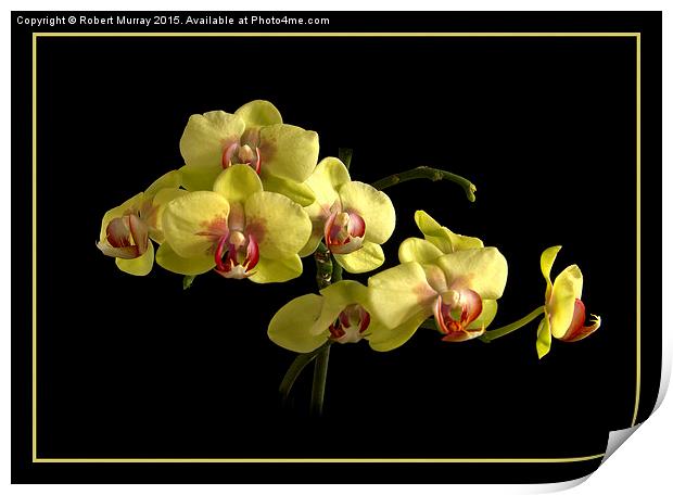 Moth Orchid  Print by Robert Murray