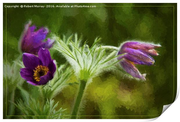 Pasqueflower Print by Robert Murray