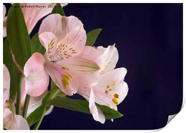 Alstroemeria Print by Robert Murray