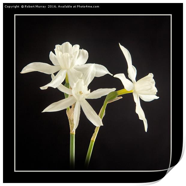 White Narcissus Print by Robert Murray
