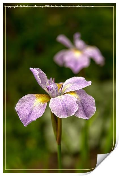 Siberian Iris Print by Robert Murray