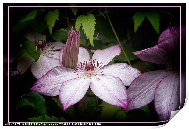 Clematis Omoshiro Print by Robert Murray