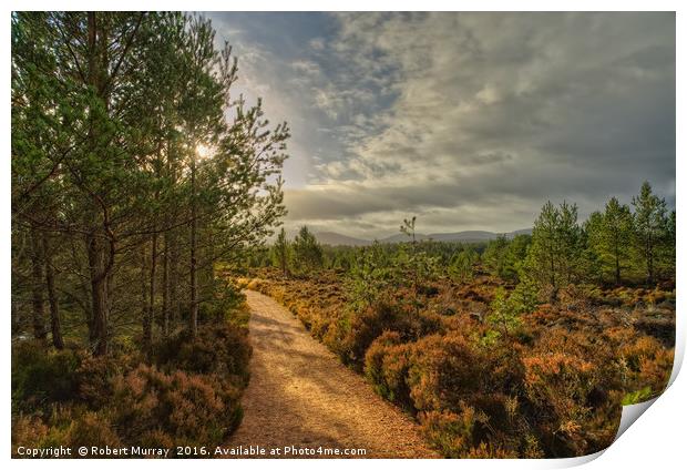 Morning Walk in Abernethy Forest Print by Robert Murray