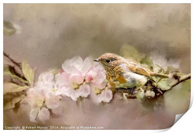 Young Robin with Blossom Print by Robert Murray