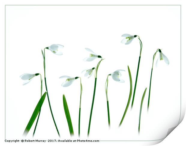 Snowdrops Print by Robert Murray