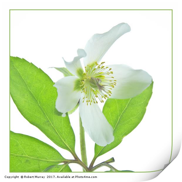 White Hellebore, Christmas Rose. Print by Robert Murray