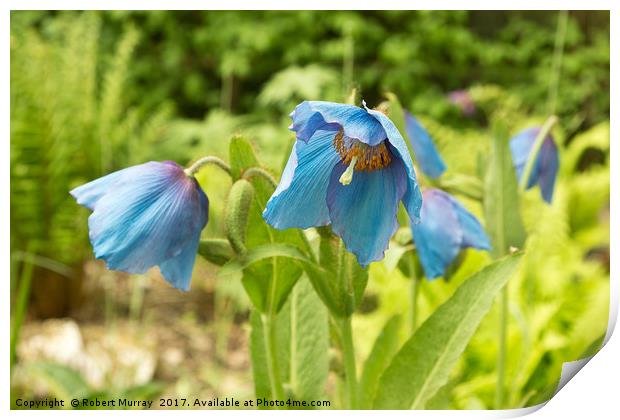 Himalayan Blues Print by Robert Murray