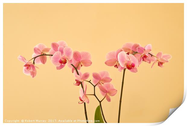 Orchids Print by Robert Murray