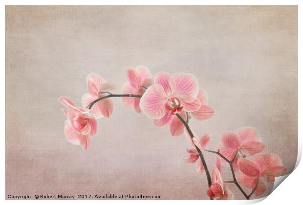 Orchid 2 Print by Robert Murray
