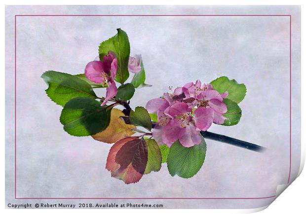 Pink Apple Blossom Springtime Print by Robert Murray
