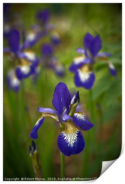 Blue Iris Print by Robert Murray