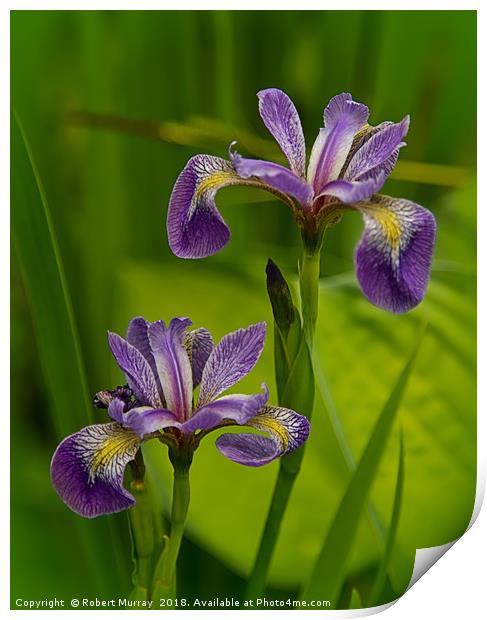 Blue Pond Iris Print by Robert Murray