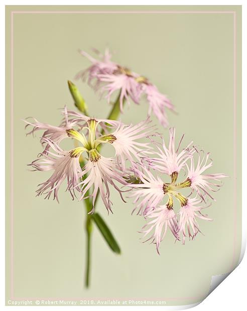 Frilly Dianthus Print by Robert Murray