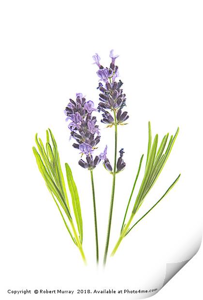 Lavender 2 Print by Robert Murray