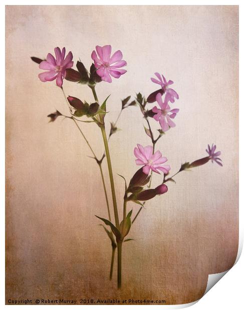 Red Campion Print by Robert Murray