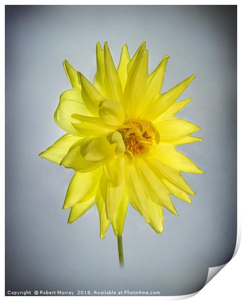 Yellow Dahlia Print by Robert Murray