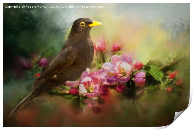 Blackbird with Apple Blossom Print by Robert Murray