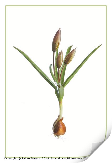 Species Tulip, botanical portrait Print by Robert Murray